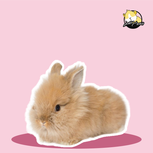 أرنب - الأنقورا " للحجز"