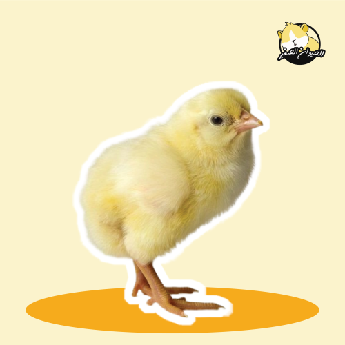 صغير الدجاج"للحجز"