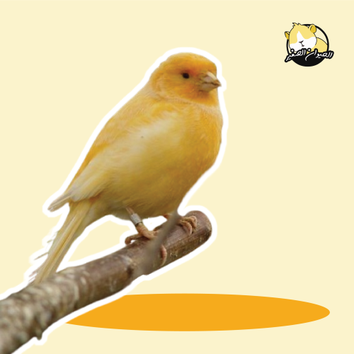 عصافير- الكناري