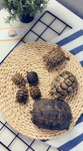 السلاحف البرية