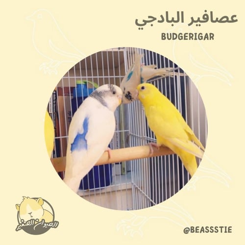 عصافير - البداجي