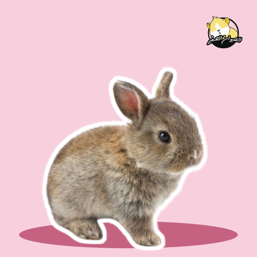 أرنب - نذرلاند القزم "للحجز"