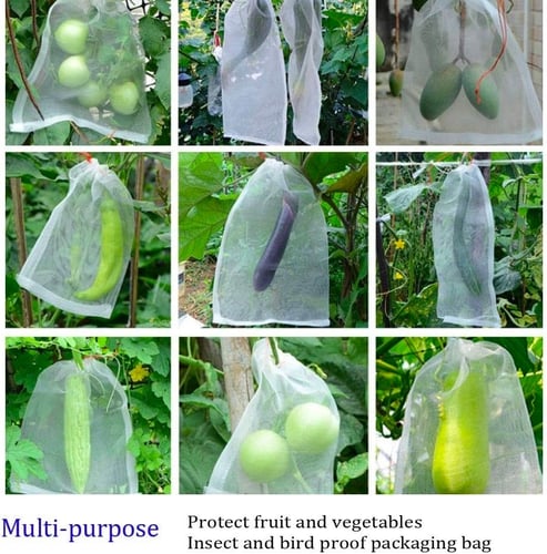 اكياس اورجانزا كبيرة