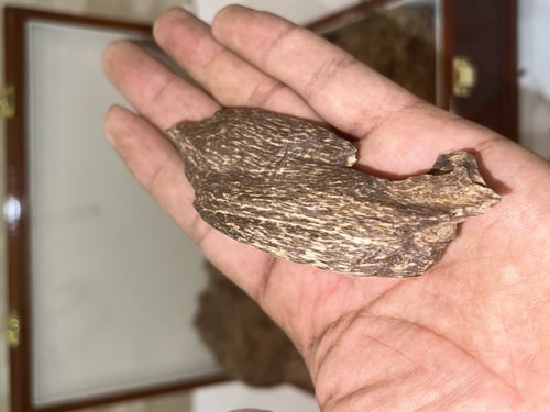 عود جنوب تايلند دبل سوبر فآخر جداً