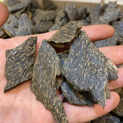 عود تايقر من غابات سلهيت