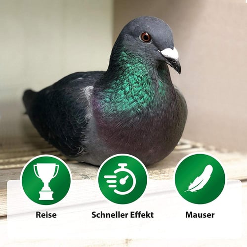 بيتي امين فورت