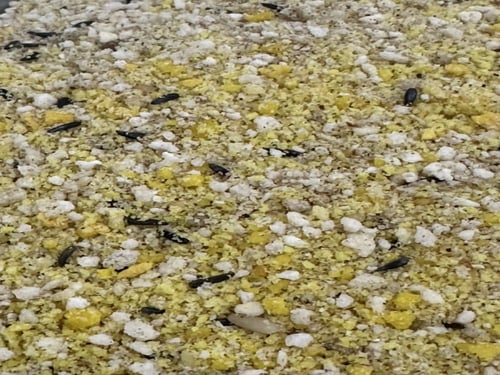 خلطه المناعه