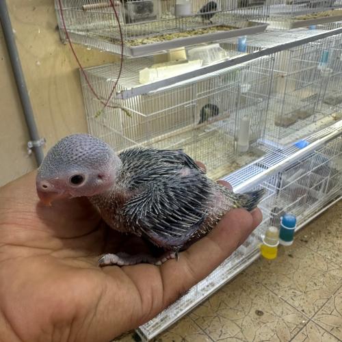 فرخ دره هندي