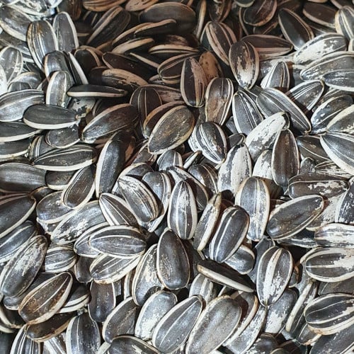 حب شمسي كبار