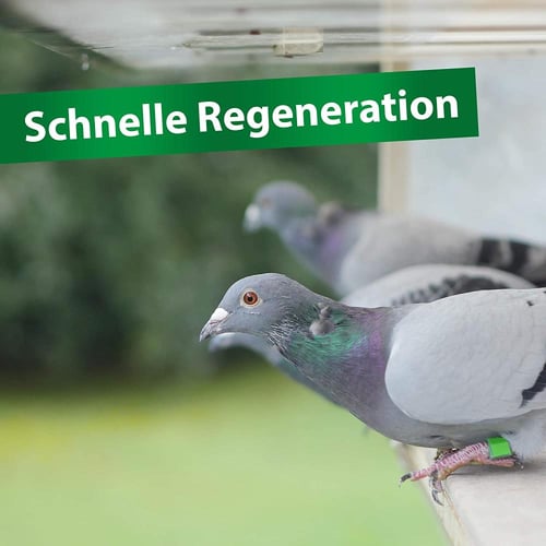 بيتي امين فورت