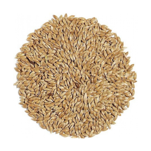 بذور كناري ساده