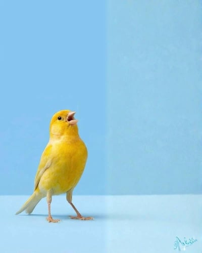 باقة الكناري الفاخرة - ثنائي مختار بعناية ( Canary...