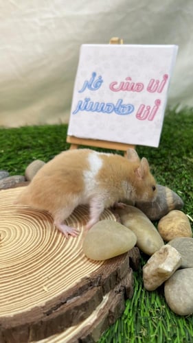 هامستر برتقالي أبيض سوري (Syrian Hamster Orange Wh...