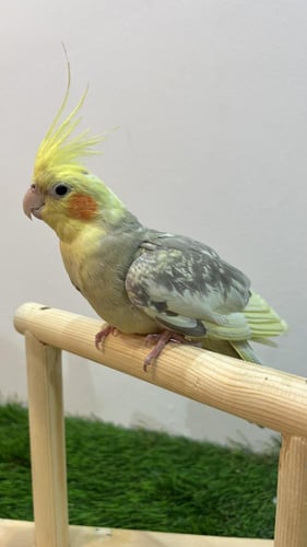 كروان ملكي هجين