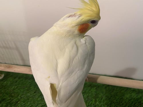 كروان لاتينو