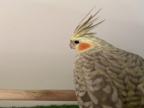 كروان فراشة رمادي