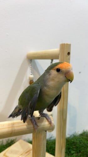 طائر روز أخضر وايت فيس أليف مع 250 جم أكل مجاني