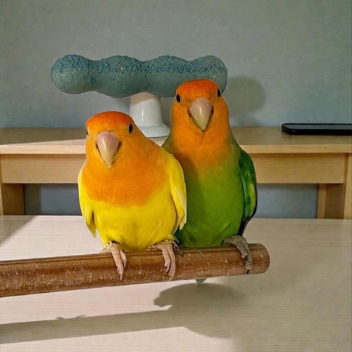 باقة الروز الفاخرة – ثنائي مختار بعناية ( Lovebird...