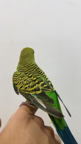 طائر بادجي اخضر