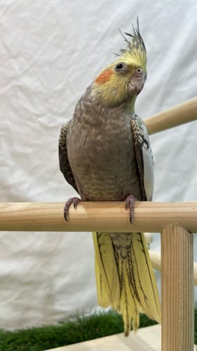 كروان فرنسي (Cockatiel French)