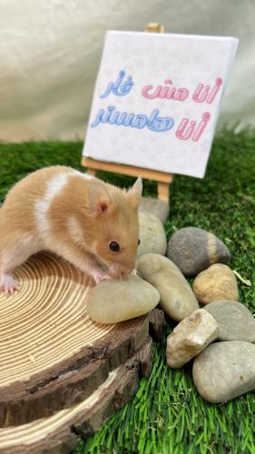 هامستر برتقالي أبيض سوري (Syrian Hamster Orange Wh...