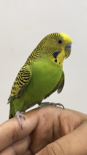 طائر بادجي اخضر