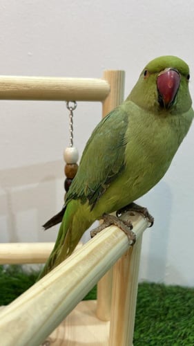 دره هندي آليف ذكر