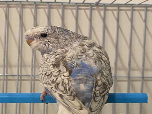 بادجي ابيض ازرق