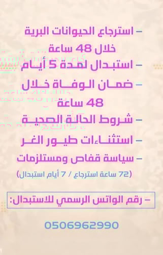 هامستر بيج أبيض سوري (Syrian Hamster Beige White)