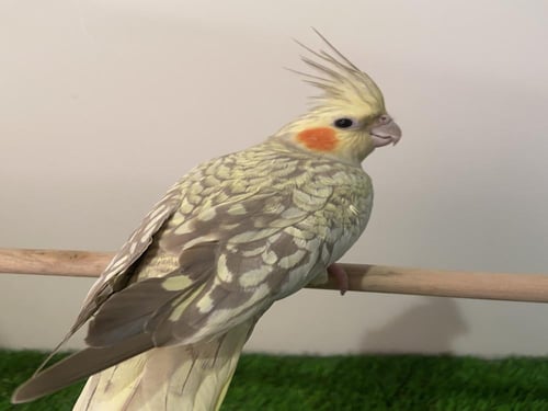 كروان فراشة رمادي