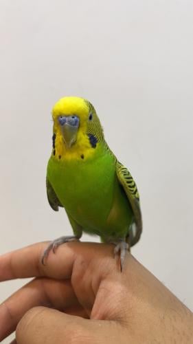 طائر بادجي اخضر