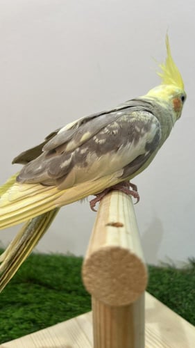 كروان ملكي هجين