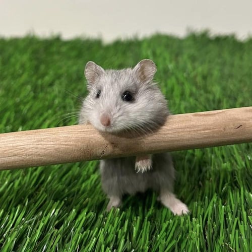 هامستر روسي رمادي ابيض