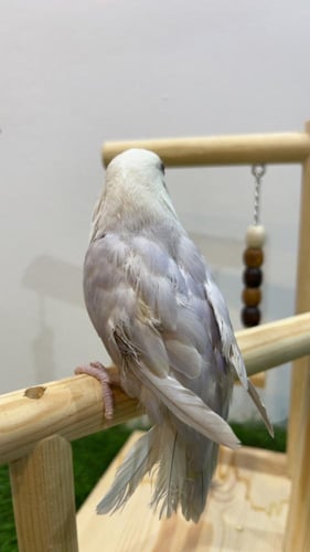 طائر روز سماوي (Lovebird Sky Blue)