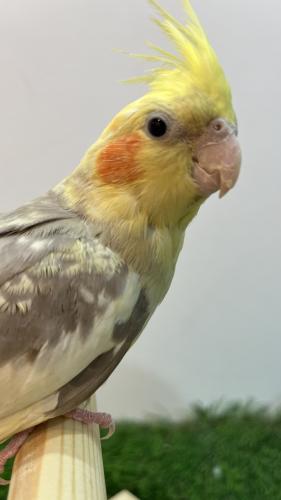 كروان ملكي هجين