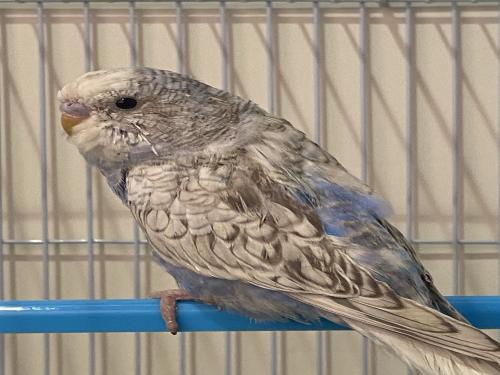 بادجي ابيض ازرق