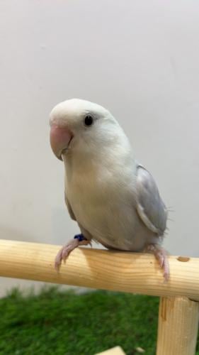 طائر روز سماوي (Lovebird Sky Blue)