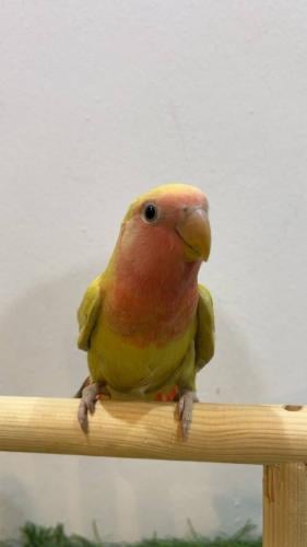 ببغاء روز مانجو ( Lovebird mango)