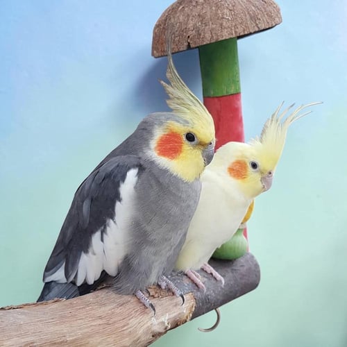 باقة كروان الفاخرة - ثنائي مختار بعناية ( Cockatie...