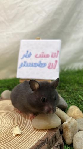 هامستر أسود سوري (Syrian Hamster Black)