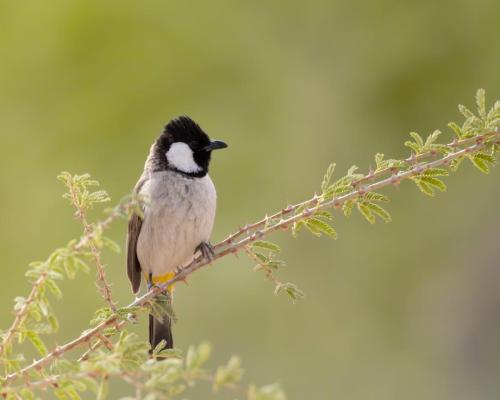 باقة بلبل الفاخرة - ثنائي مختار بعناية (White-eare...