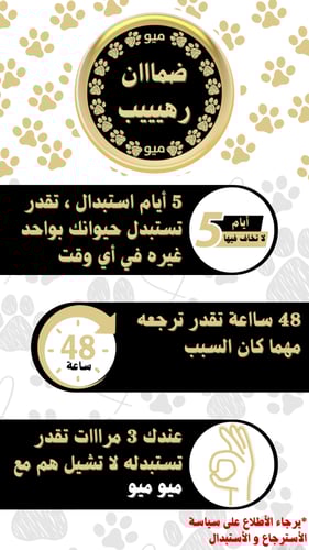 هامستر برتقالي أبيض سوري (Syrian Hamster Orange Wh...