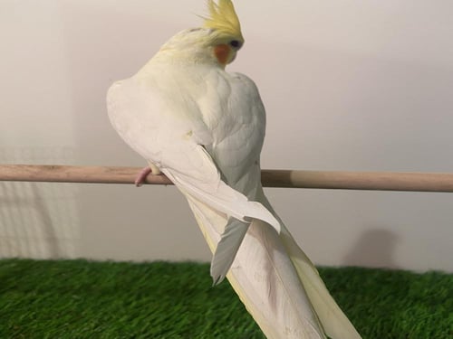 كروان لاتينو