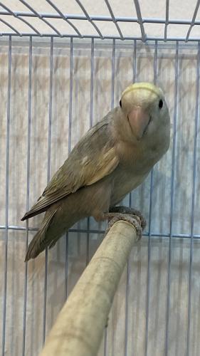 روز ، رمادي