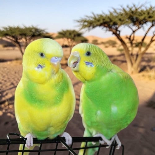 باقة بادجي الفاخرة - ثنائي مختار بعناية ( Padda or...