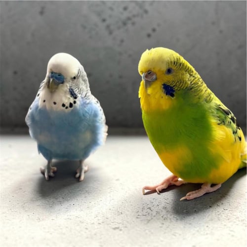 باقة بادجي الفاخرة - ثنائي مختار بعناية ( Padda or...