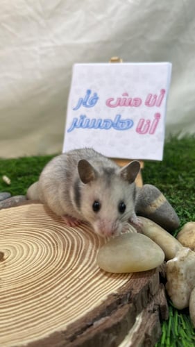 هامستر رمادي مخطط سوري (Syrian Hamster Gray Stripe...
