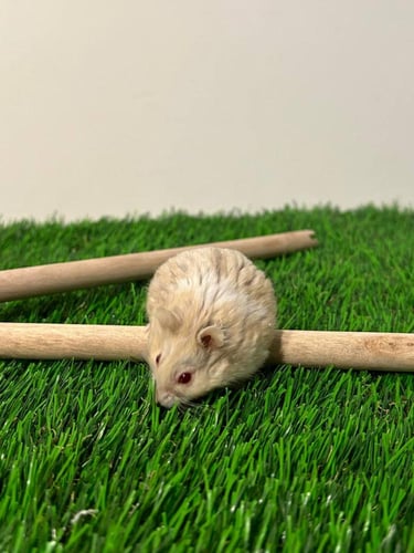 هامستر روسي بيج