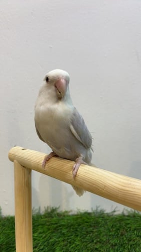 طائر روز سماوي (Lovebird Sky Blue)