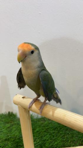 طائر روز أخضر وايت فيس أليف مع 250 جم أكل مجاني